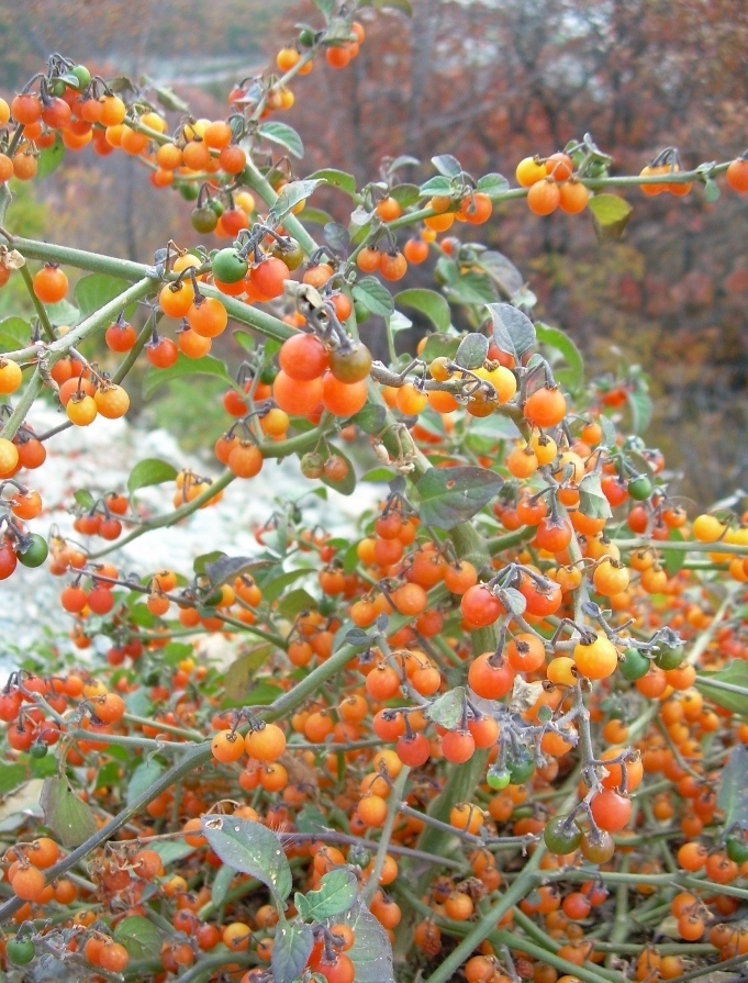 Image of Solanum zelenetzkii specimen.