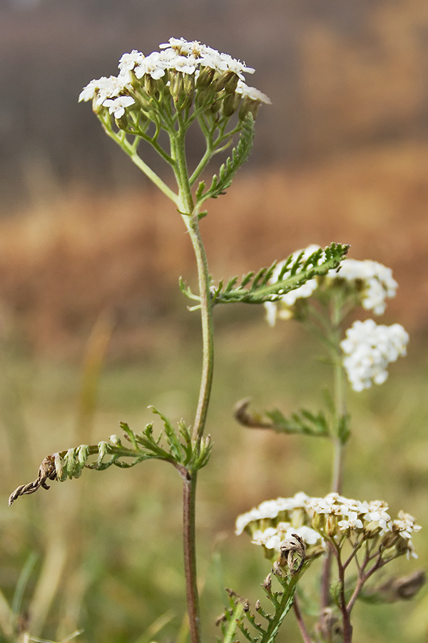 Image of genus Achillea specimen.