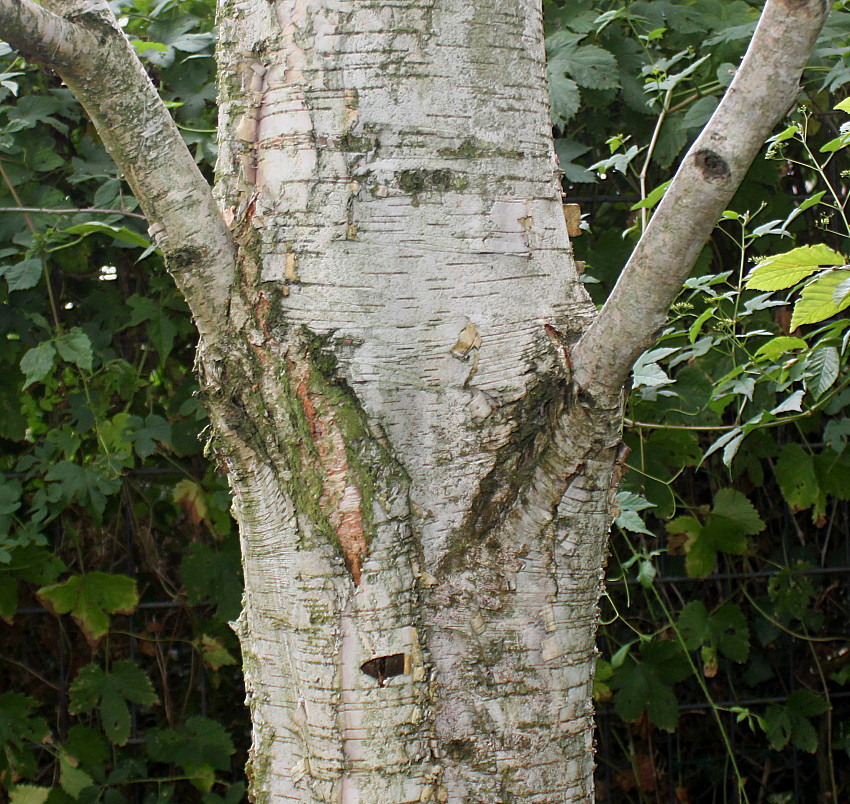 Изображение особи Betula utilis var. jacquemontii.