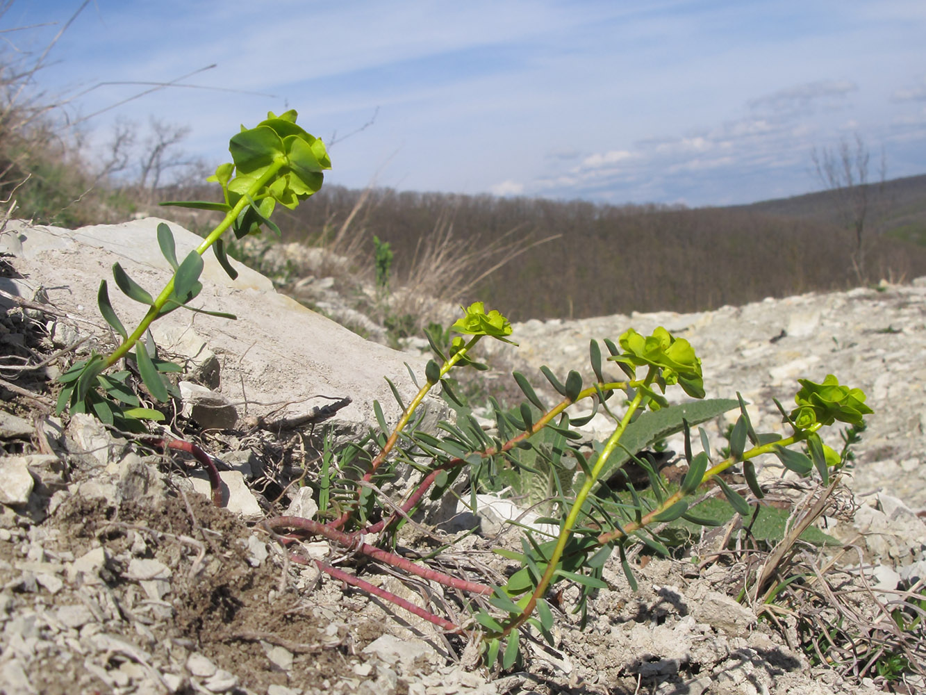 Изображение особи Euphorbia petrophila.