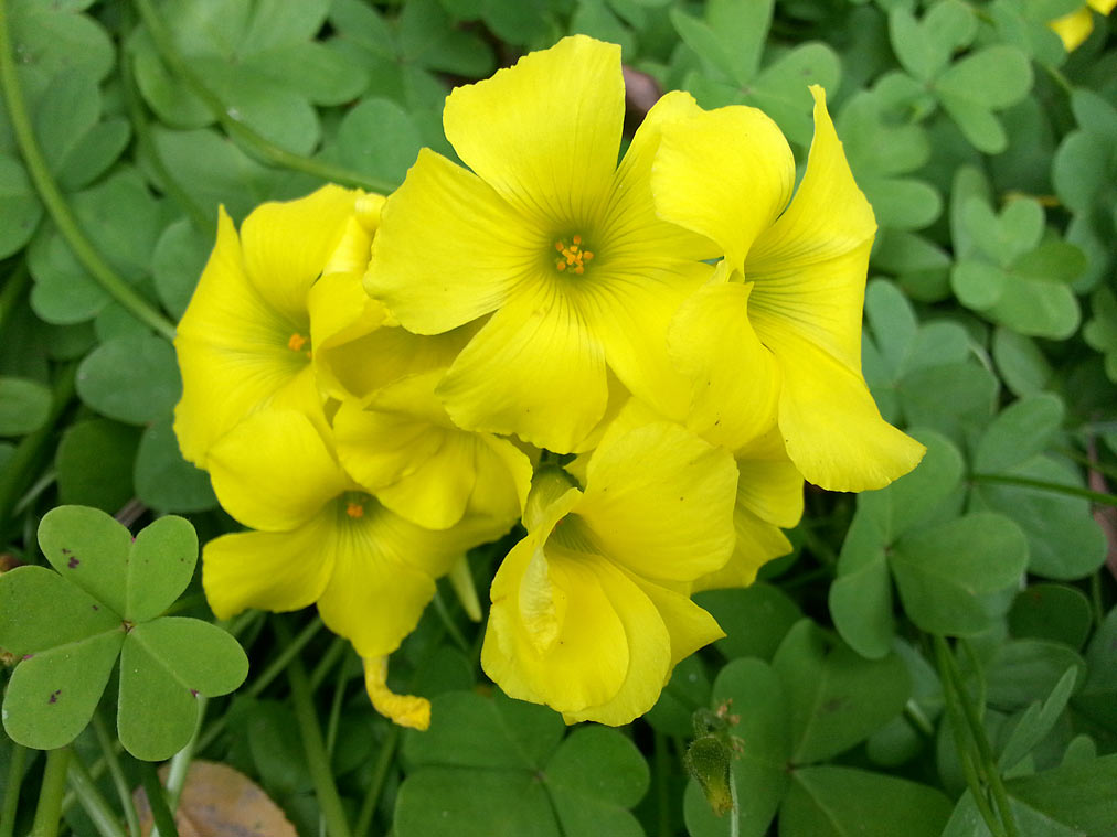 Image of Oxalis pes-caprae specimen.