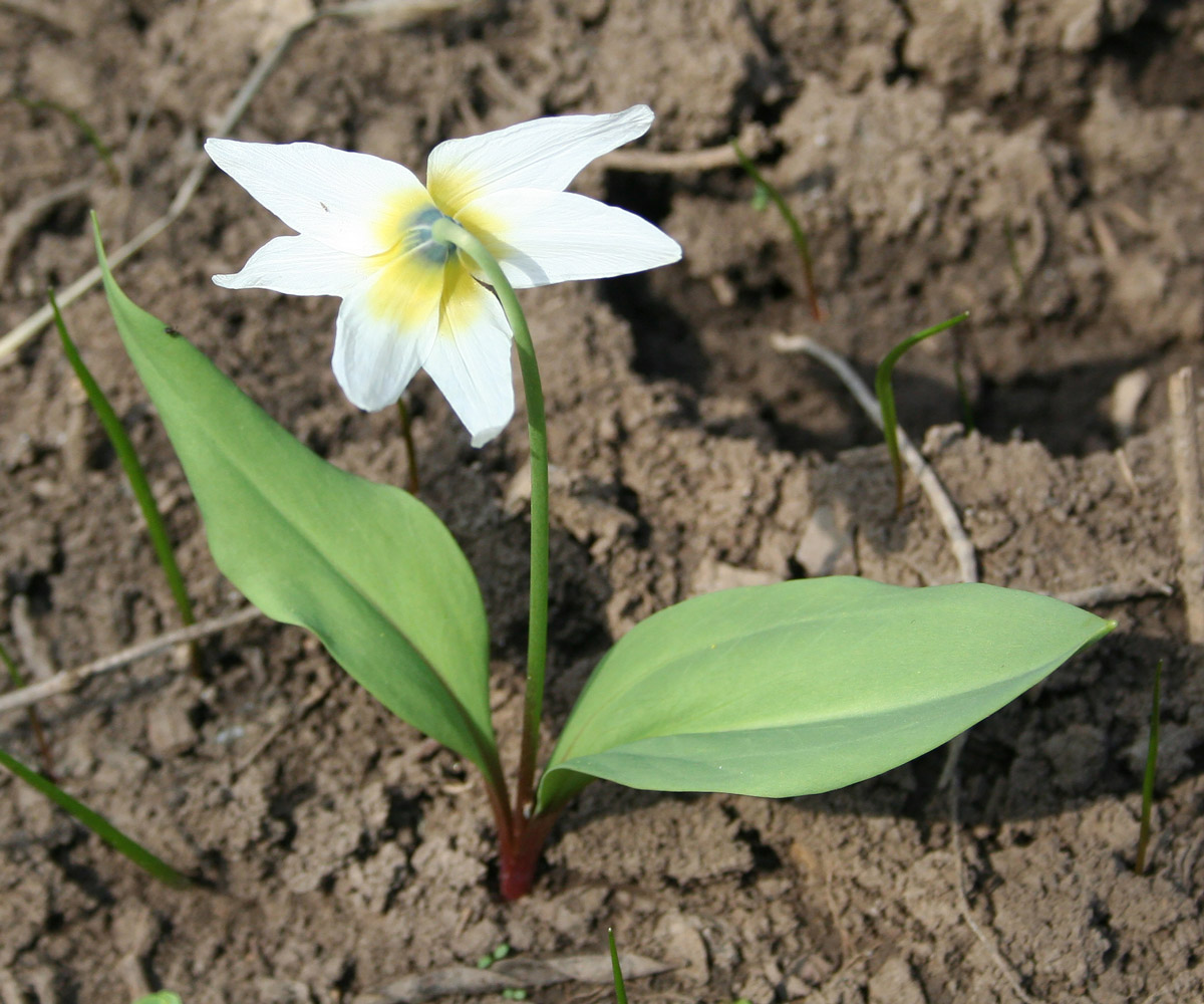 Image of Erythronium krylovii specimen.