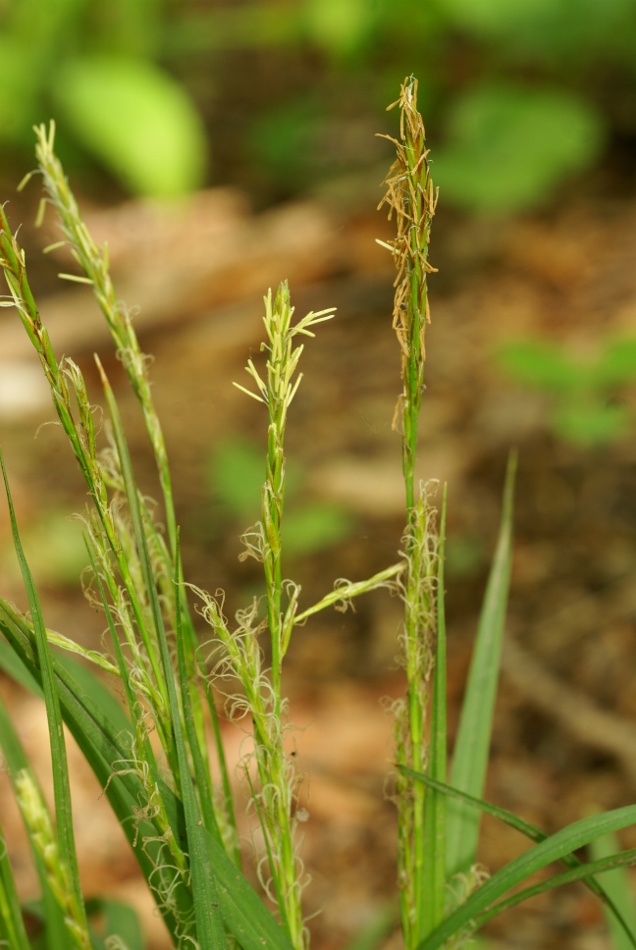 Изображение особи Carex bostrychostigma.