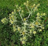 Eryngium campestre