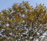 Ailanthus altissima. Верхняя часть кроны. Германия, г. Дюссельдорф, Ботанический сад университета. 04.05.2014.