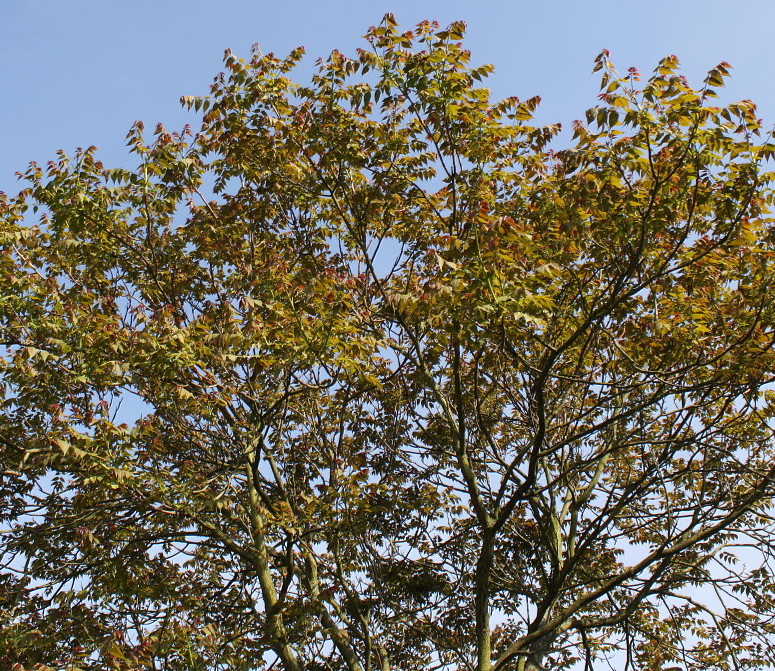 Изображение особи Ailanthus altissima.