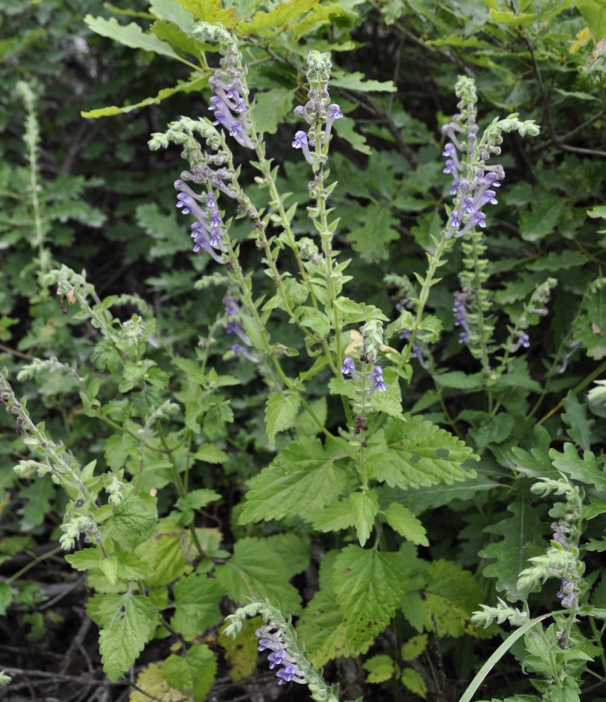 Image of Scutellaria altissima specimen.