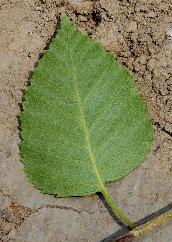 Изображение особи Betula utilis var. jacquemontii.