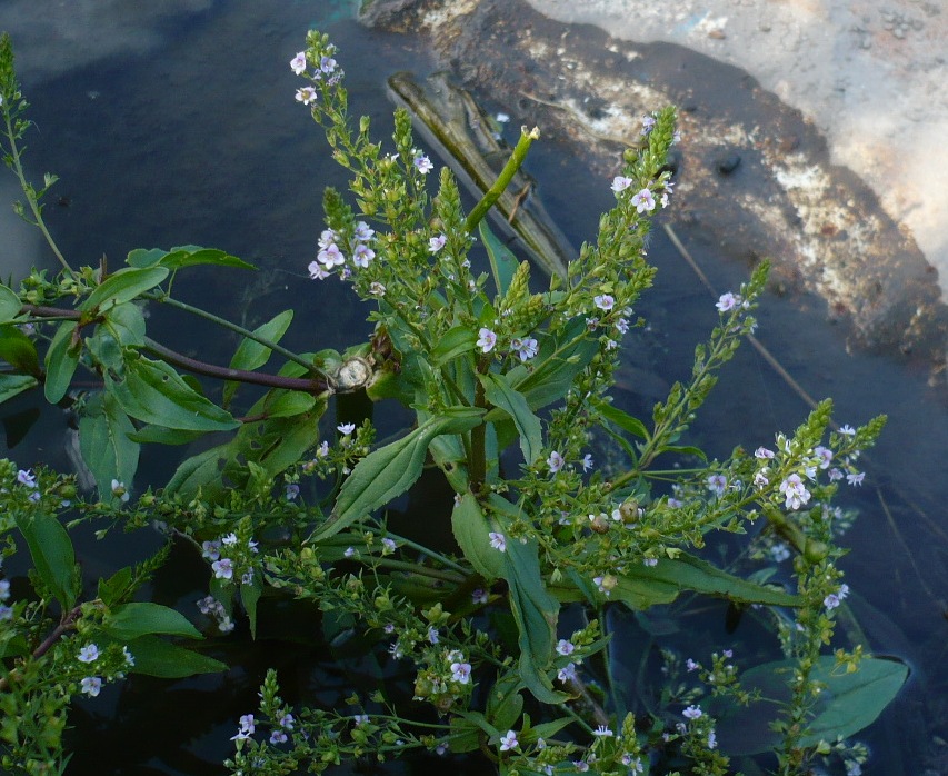 Image of Veronica anagallis-aquatica specimen.