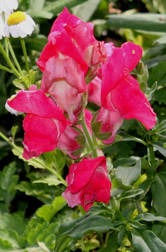 Изображение особи Antirrhinum majus.