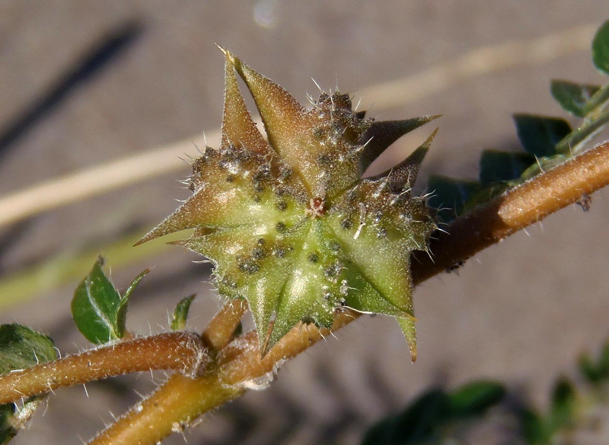 Image of Tribulus terrestris specimen.