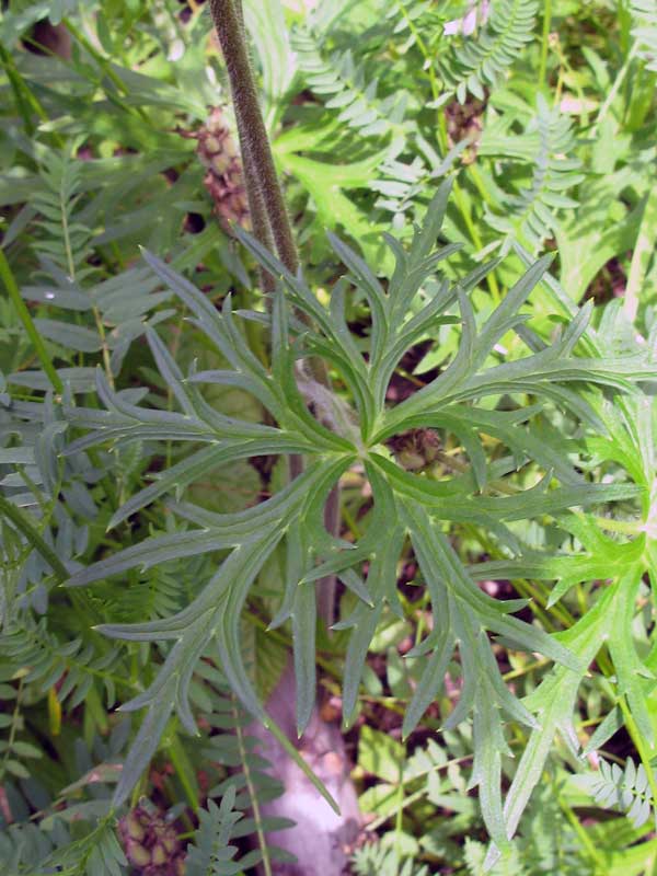 Image of Aconitum barbatum specimen.