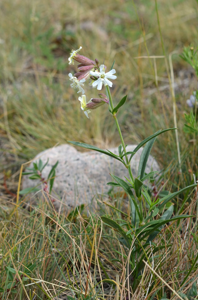 Image of Silene amoena specimen.