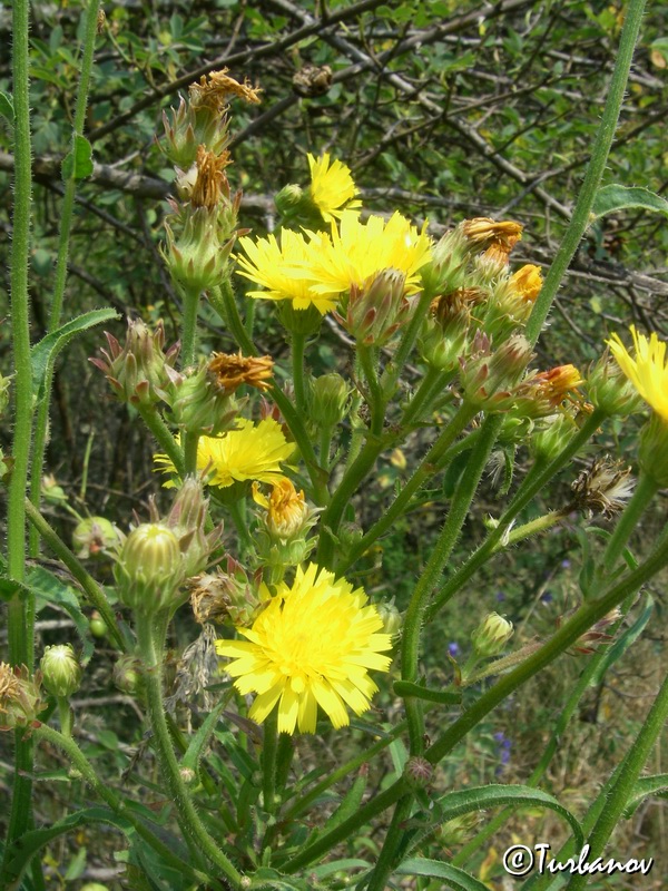 Image of Picris hieracioides specimen.