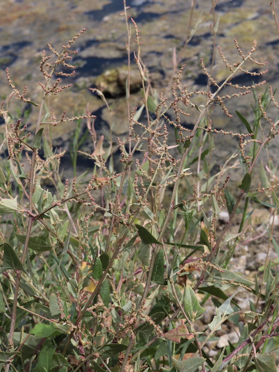 Image of Atriplex prostrata specimen.