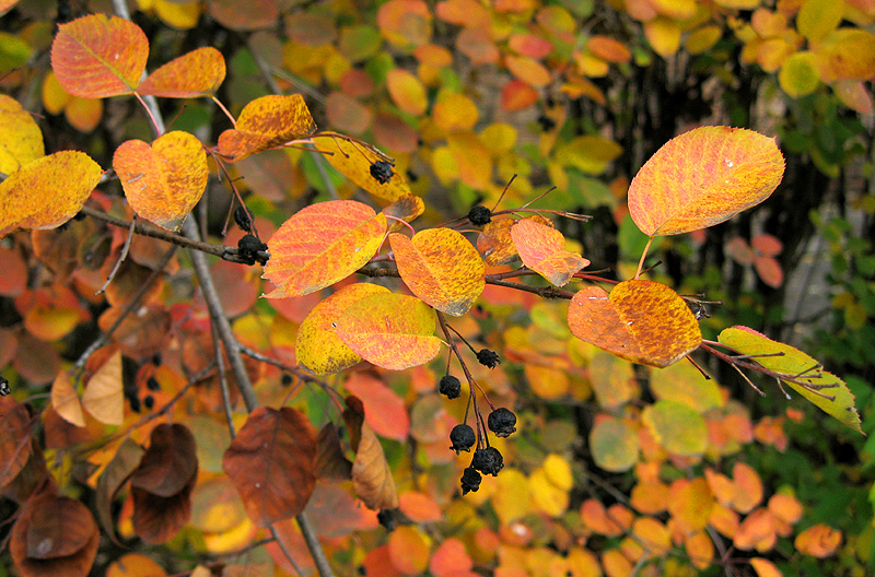 Image of Amelanchier spicata specimen.