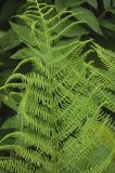 Athyrium filix-femina