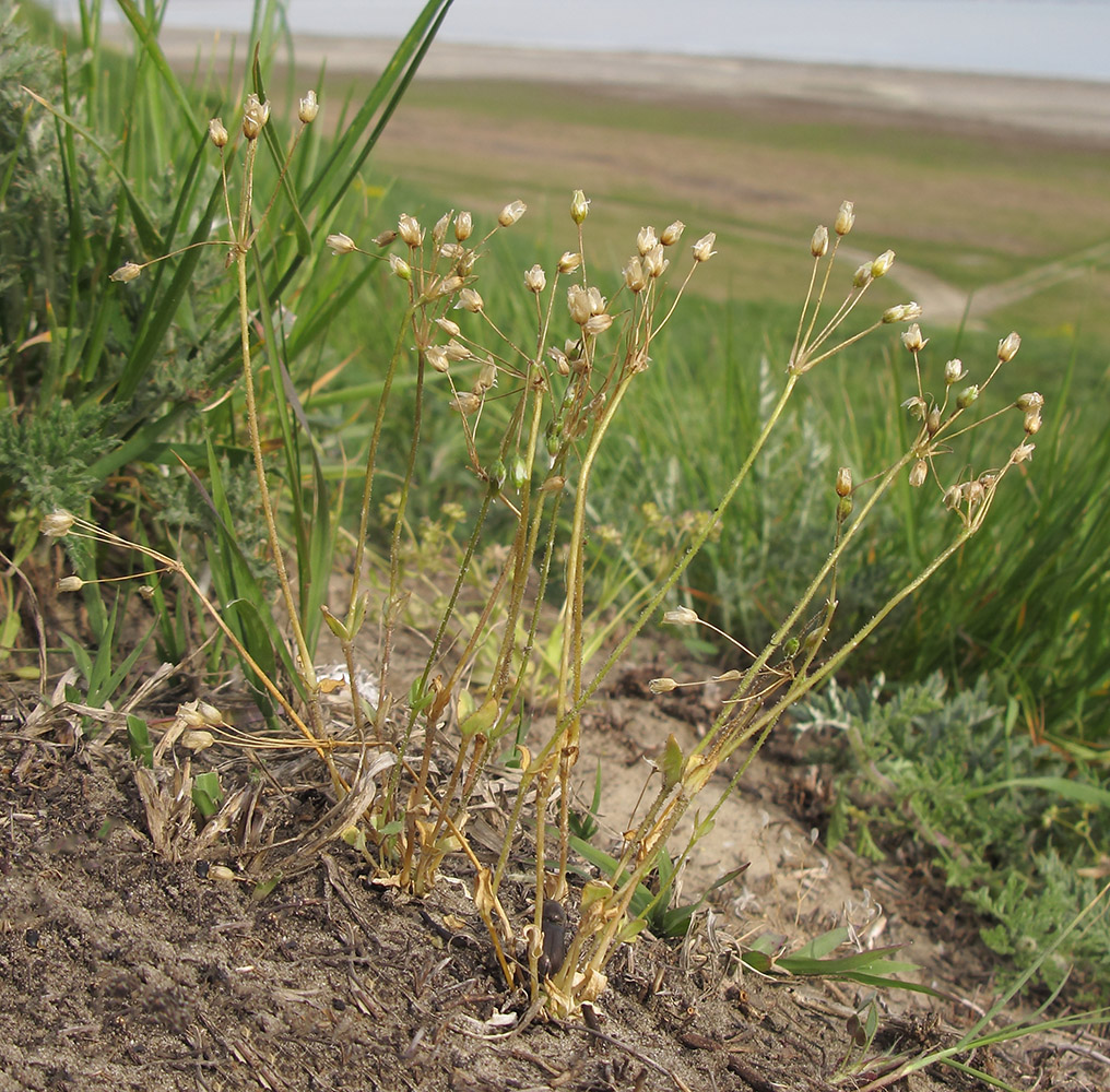 Image of Holosteum umbellatum specimen.