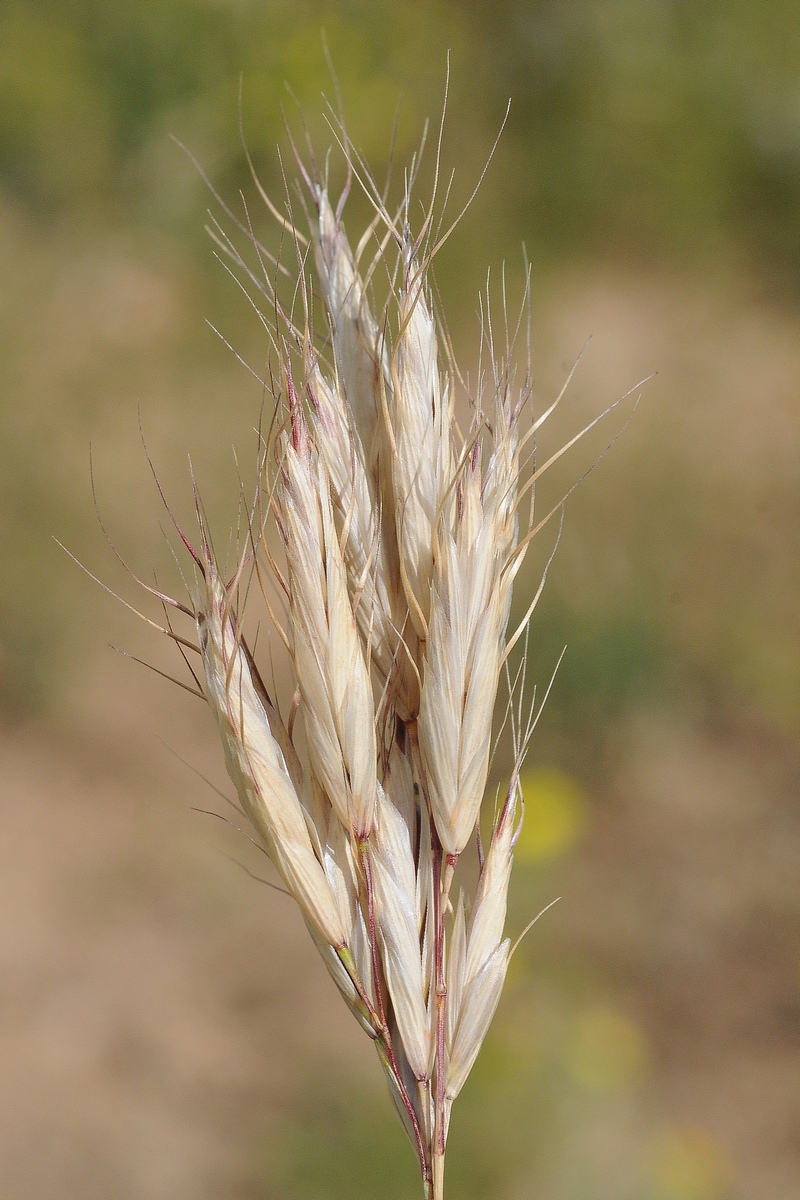 Image of Bromus lanceolatus specimen.