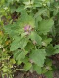 Chenopodium album