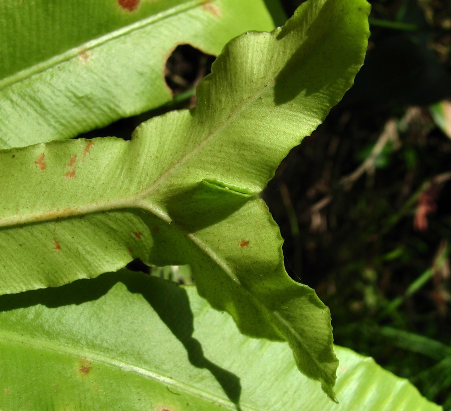 Image of Phyllitis scolopendrium specimen.