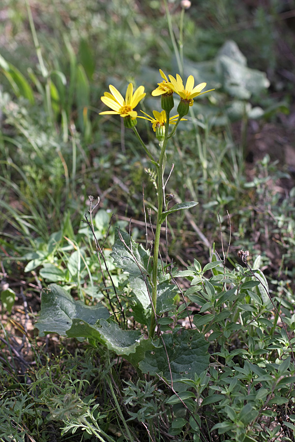 Image of Ligularia karataviensis specimen.