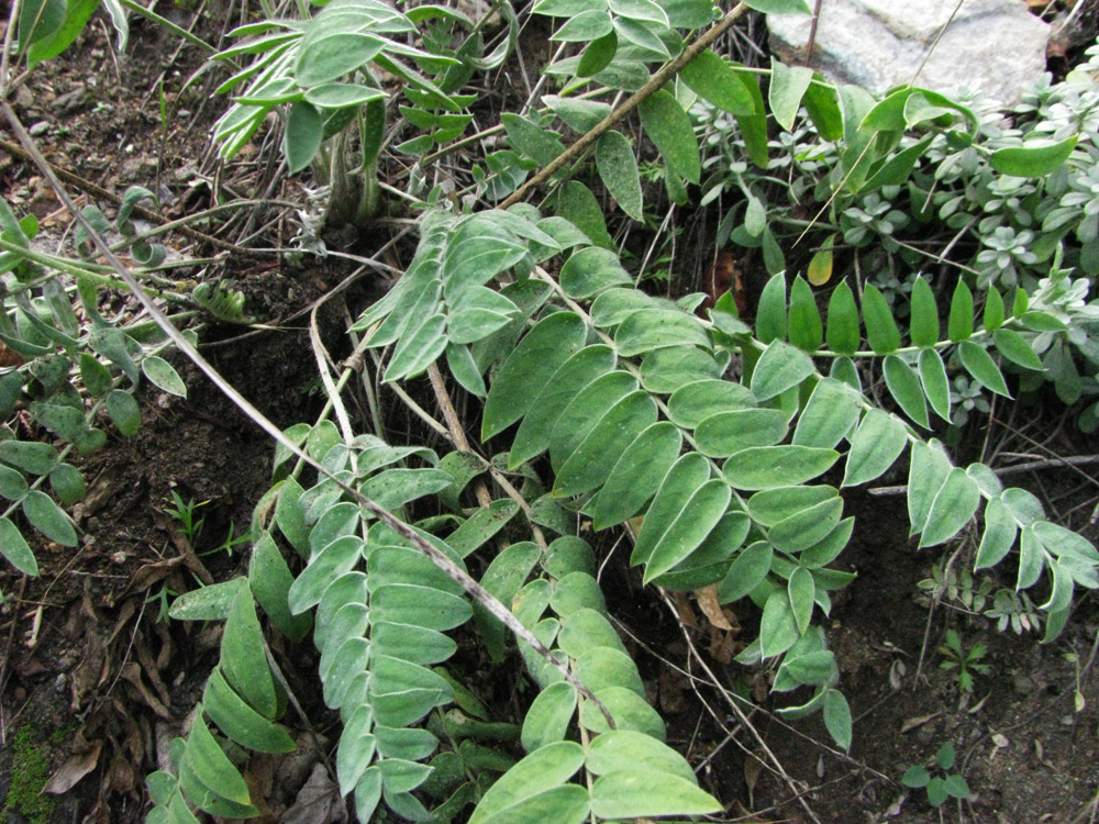 Image of Oxytropis strobilacea specimen.