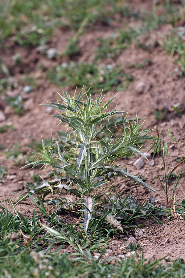 Image of Picnomon acarna specimen.