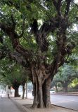 Ficus virens. Часть кроны и ствол старого дерева. Индия, Дели, в культуре. 27.12.2014.
