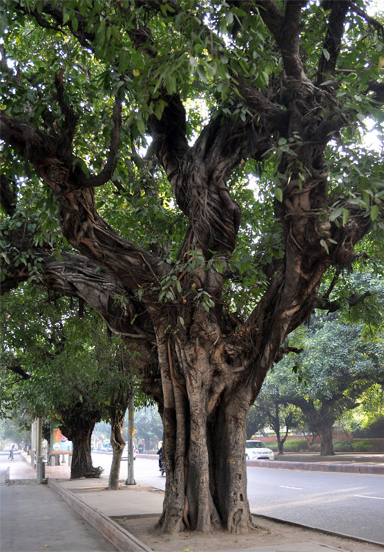 Изображение особи Ficus virens.