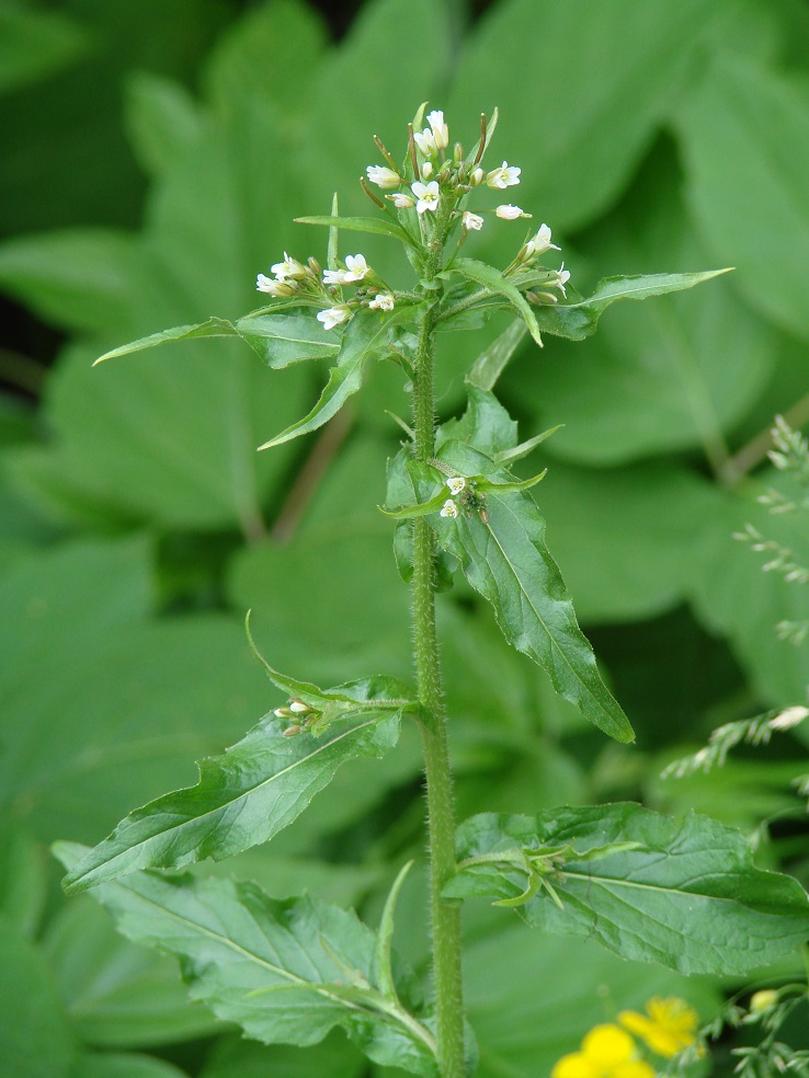 Изображение особи Arabis pendula.