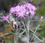 Saussurea salicifolia