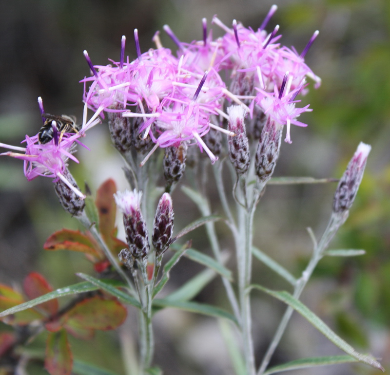 Изображение особи Saussurea salicifolia.