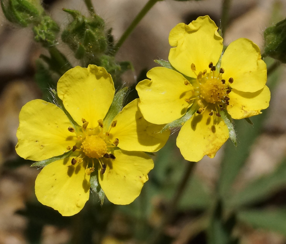 Изображение особи род Potentilla.