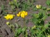 Lotus corniculatus. Верхушки цветущих побегов. Восточный Казахстан, Уланский р-н, с. Украинка, дачный участок, в культуре. 01.06.2013.