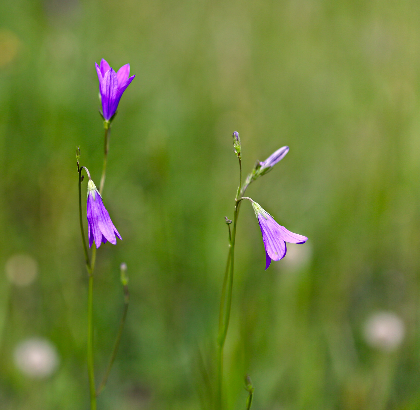 Image of Campanula patula specimen.