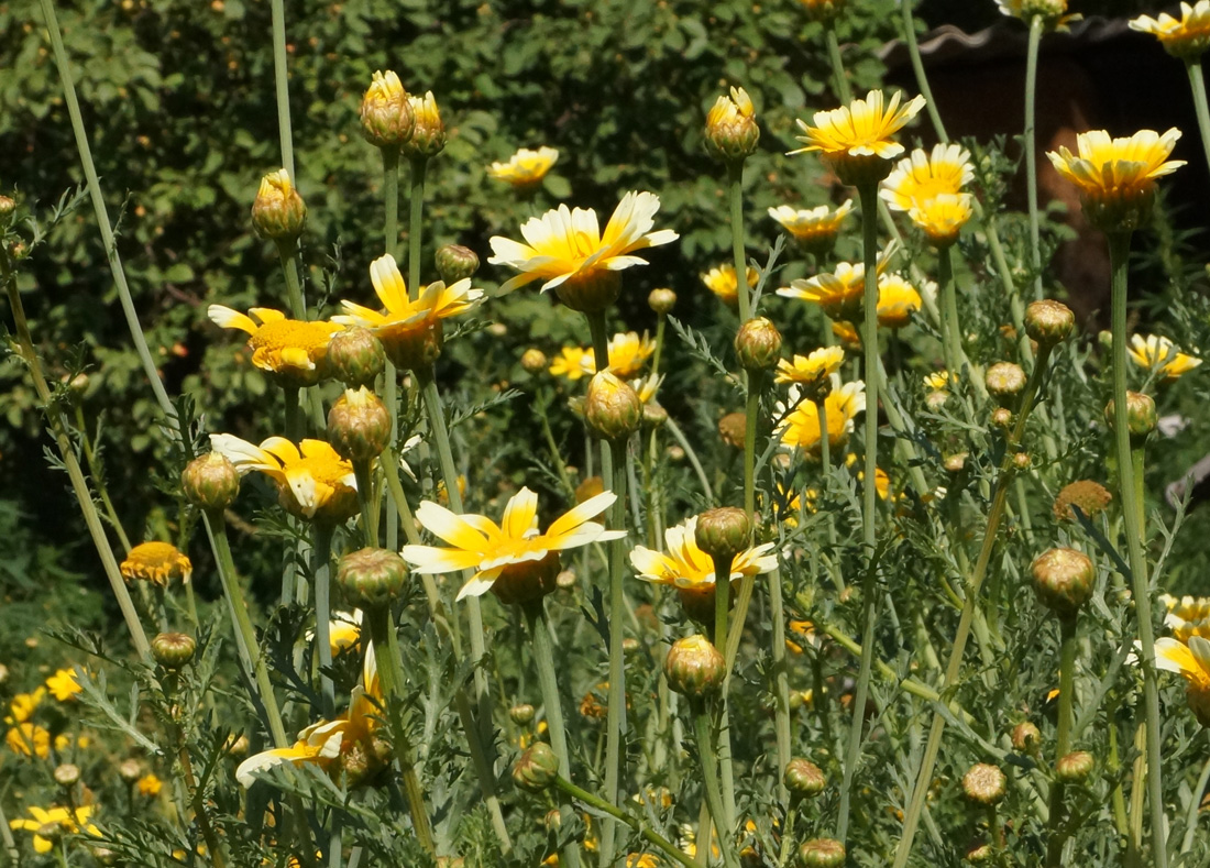 Image of Glebionis coronaria specimen.