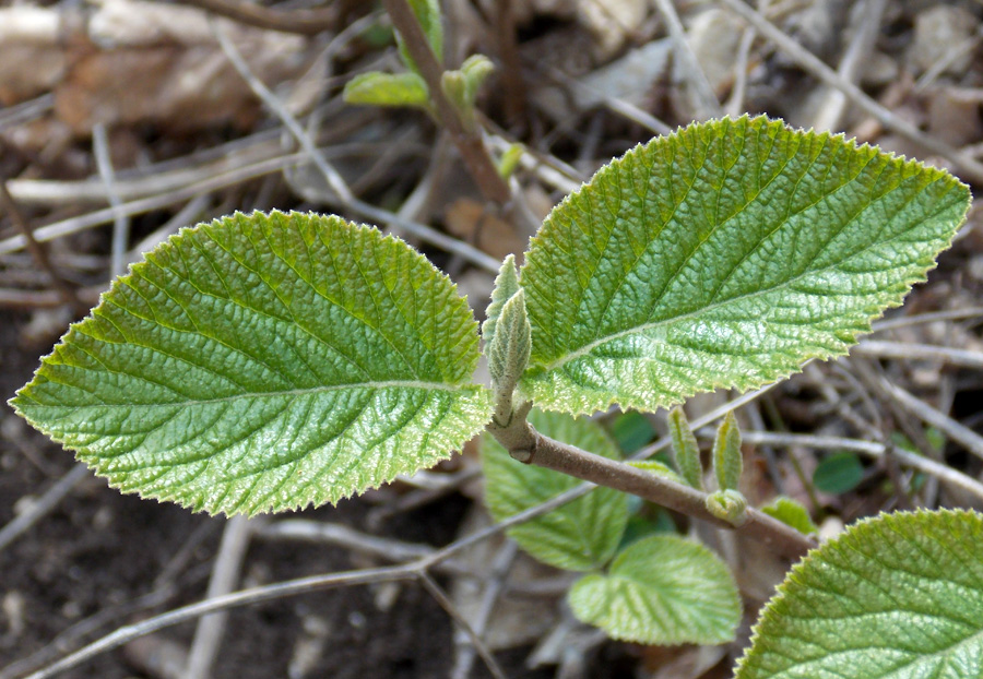 Image of Viburnum lantana specimen.