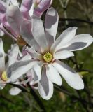 Magnolia stellata. Цветок. Подмосковье, г. Одинцово, сквер. Май 2015 г.