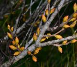 Hakea bucculenta. Часть ветки с генеративными почками. Израиль, Шарон, пос. Кфар Монаш, ботанический сад \"Хават Ганой\". 15.12.2015.