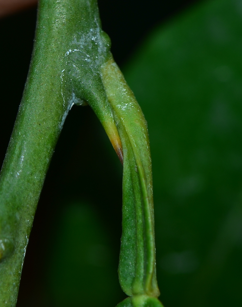 Image of Citrus reticulata specimen.