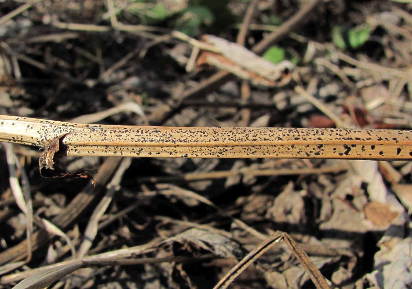 Image of Filipendula ulmaria specimen.