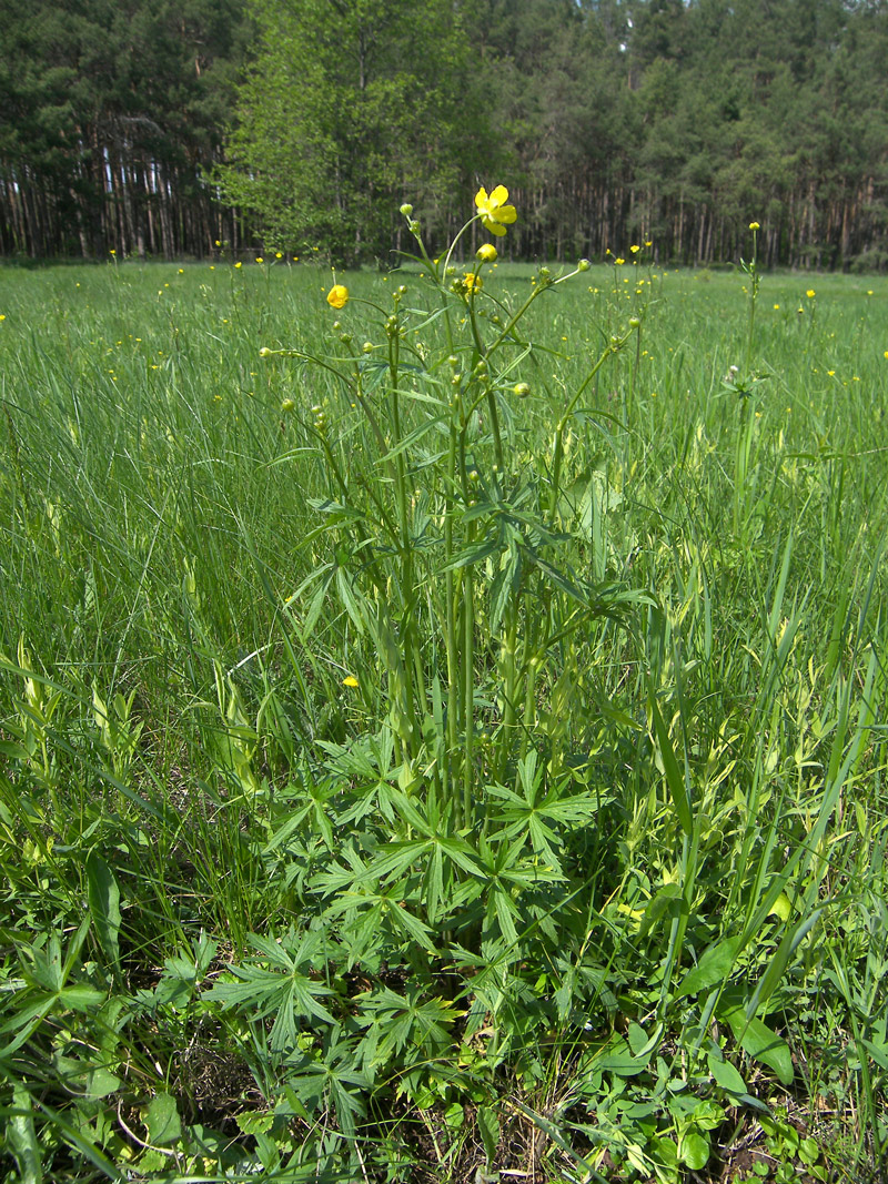 Изображение особи Ranunculus acris.