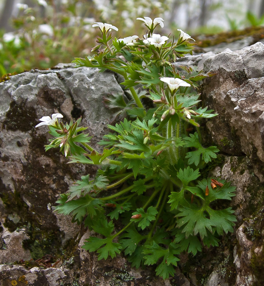 Image of Saxifraga irrigua specimen.