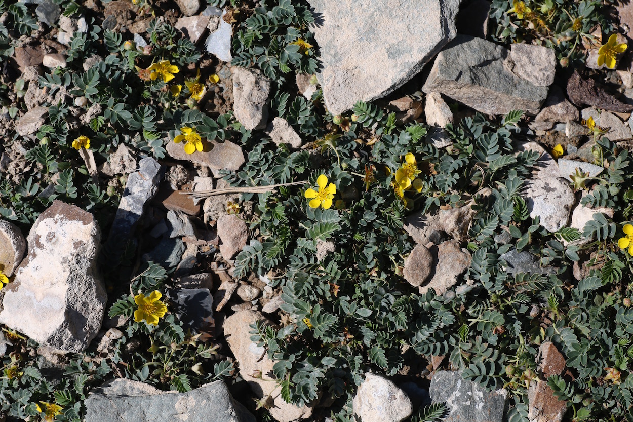 Image of Potentilla moorcroftii specimen.