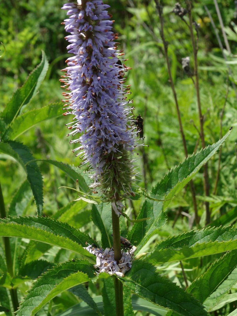 Image of Veronicastrum sibiricum specimen.