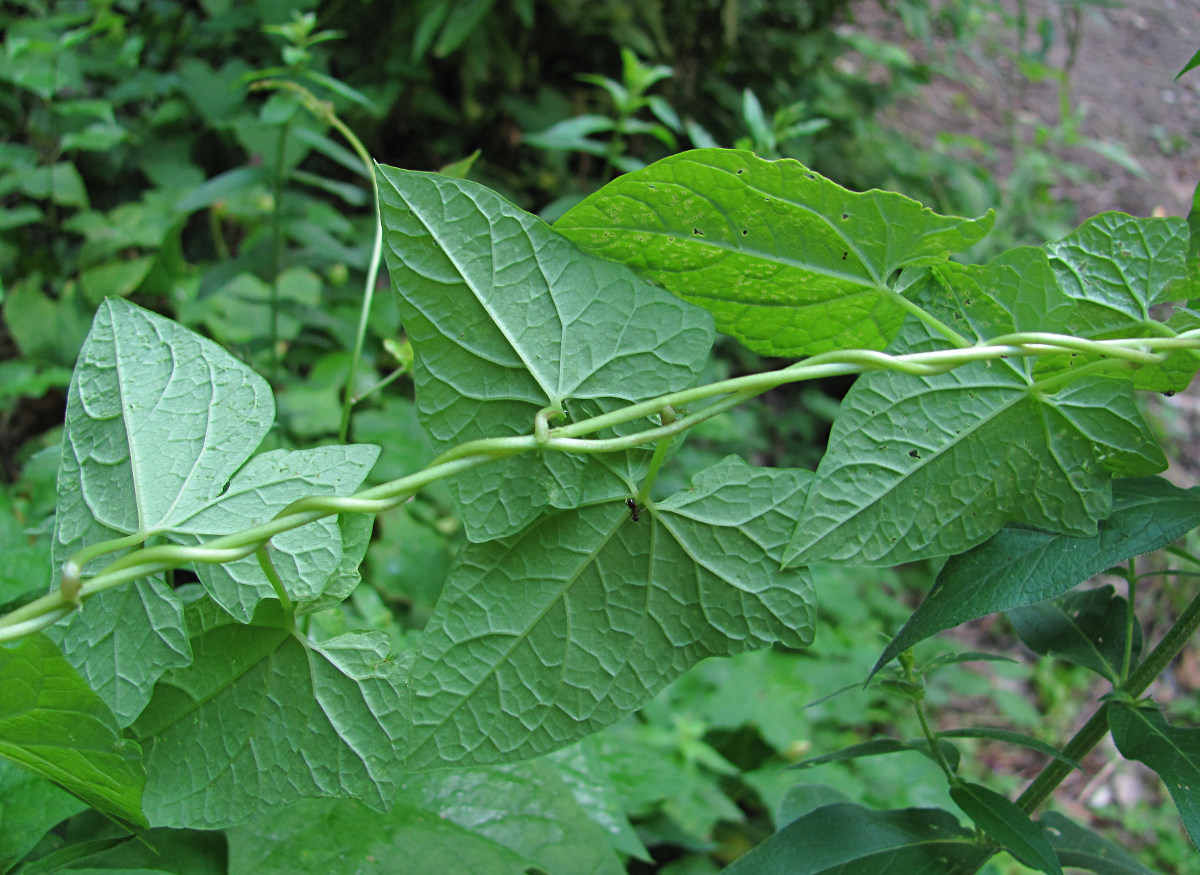 Image of Calystegia silvatica specimen.