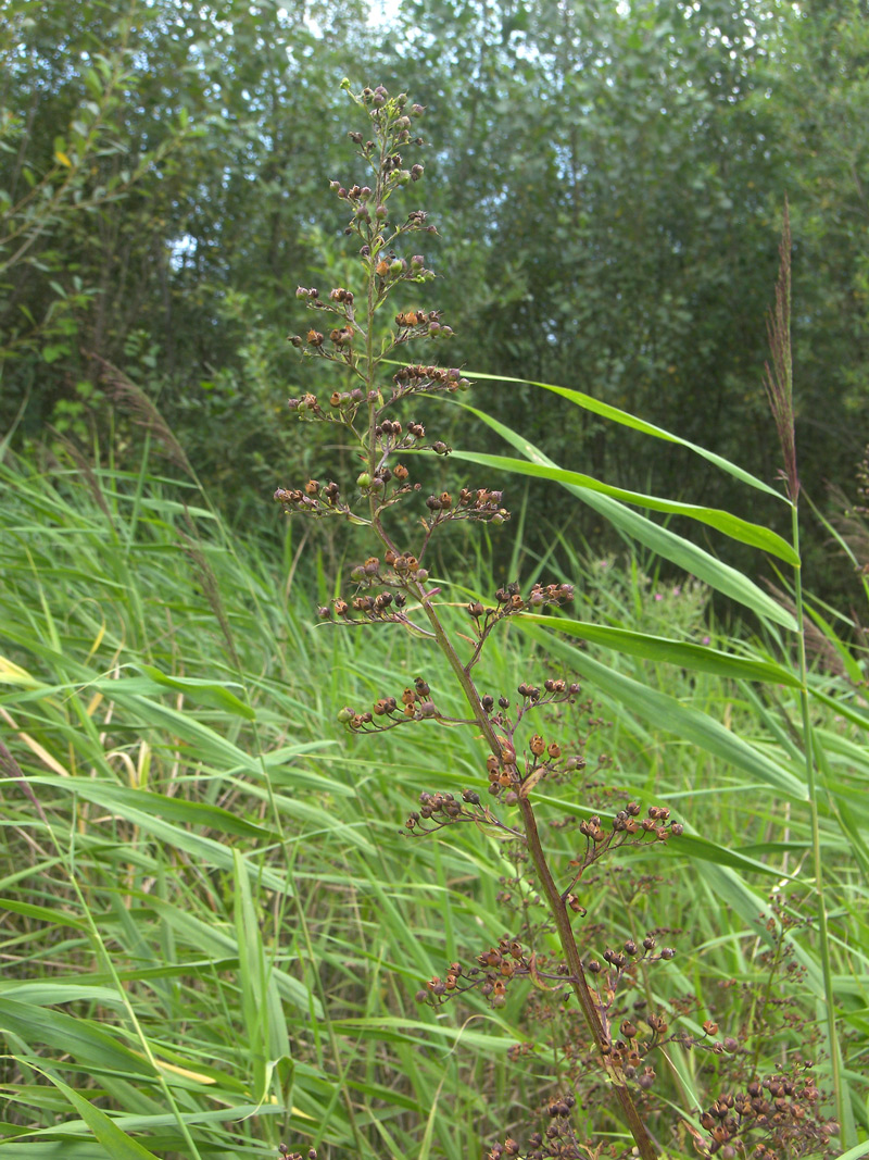 Image of Scrophularia umbrosa specimen.