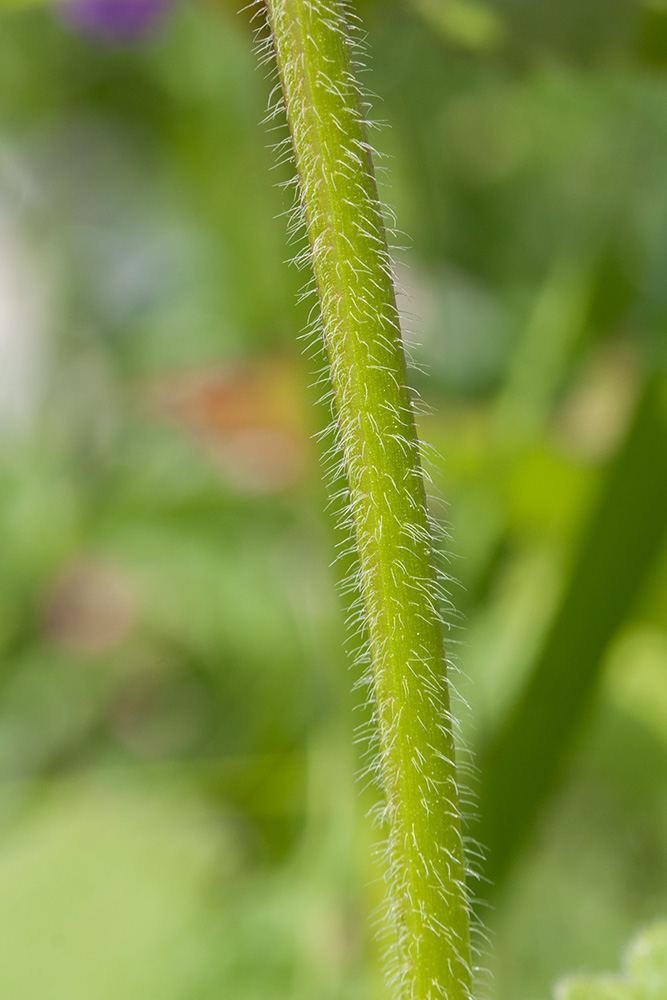 Image of Betonica macrantha specimen.