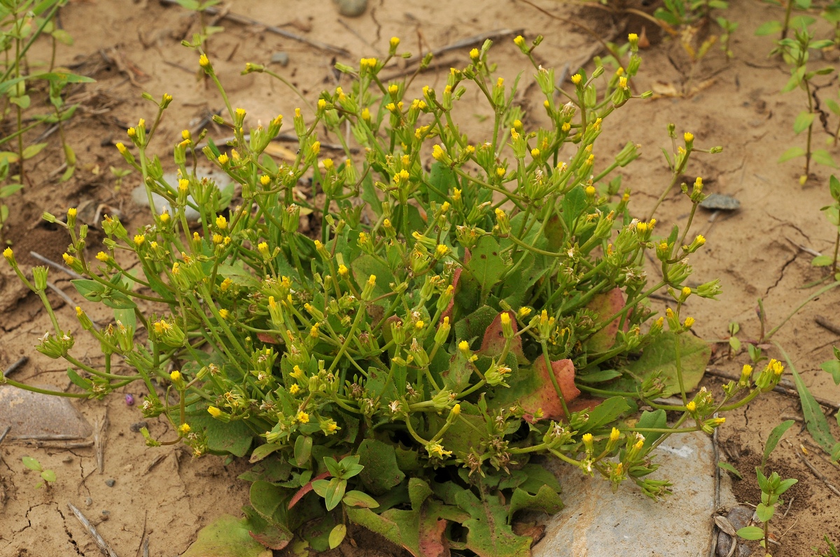 Image of Garhadiolus papposus specimen.